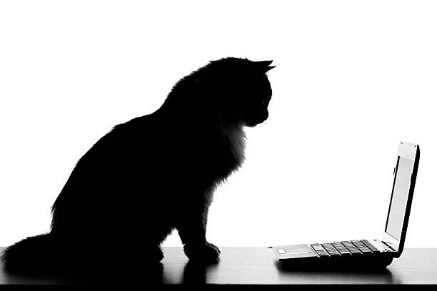 silhouette portrait of cute cat master the technology and the Internet using a netbook on the table