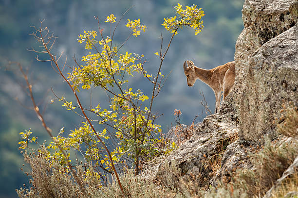 stambecchi spagnoli giovane maschio nell'habitat naturale - pyrenean foto e immagini stock