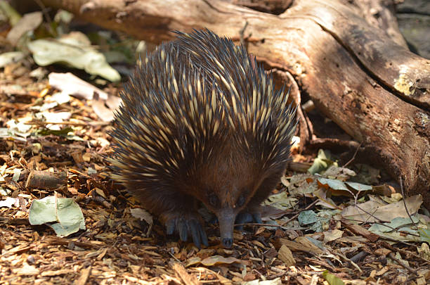 istock Australian Echidna Walks in the bush 622311982