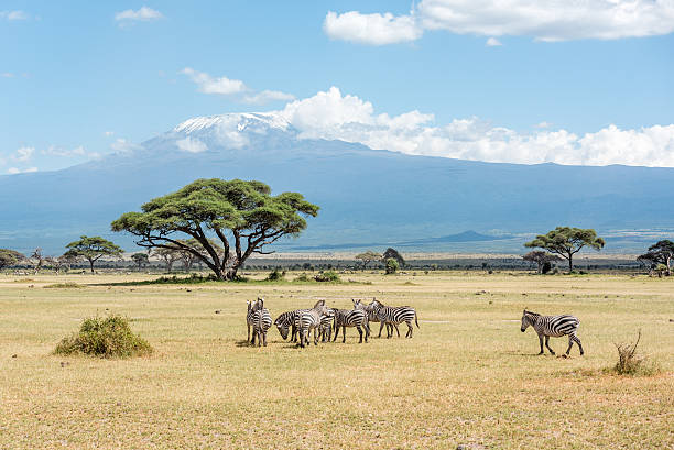 istock Grevy Zebra herd with Kilimanjaro moun in the background 622314446