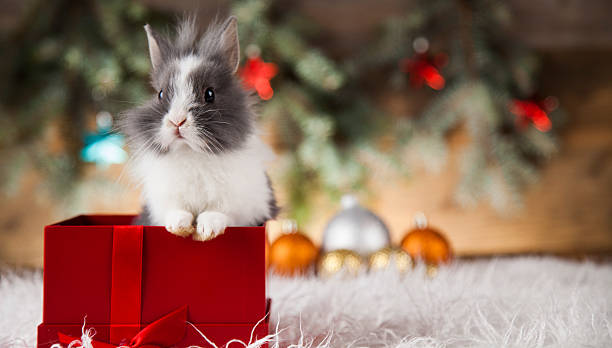 istock Little bunny,Funny rabbit on Christmas background 622314502