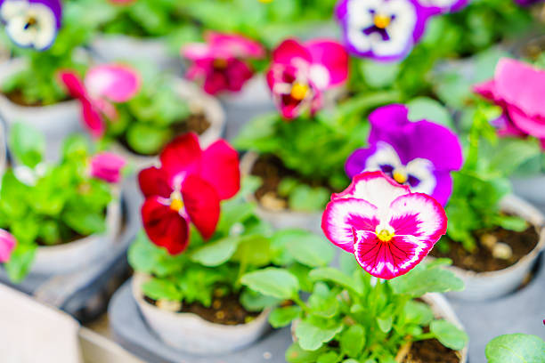 Blue pansies in pot in flowerbed with blurred background, copy space.