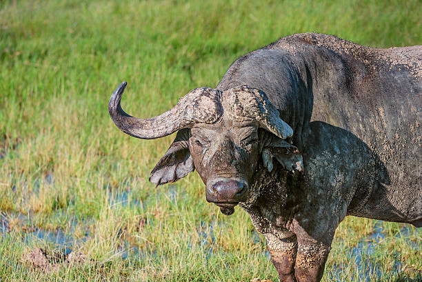 istock Wild African Buffalo bull wit one broken horn, Kenya 622315922