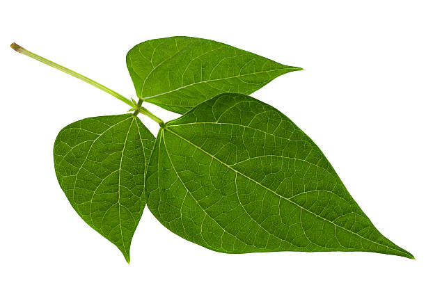 Kidney bean leaf on white stock photo