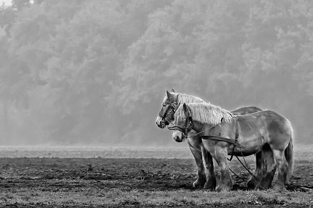 two horses waiting, in black and white