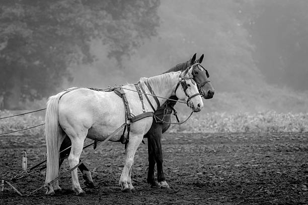 istock Two horses, standing on a fresh plowed field 622316310