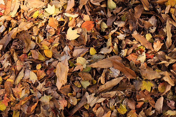istock Hoam Art Museum in late autumn 622317164