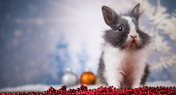 istock Animal, Rabbit, bunny on Christmas background 622317182
