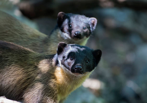 istock Yellow-throated marten (Martes flavigula) 622317902