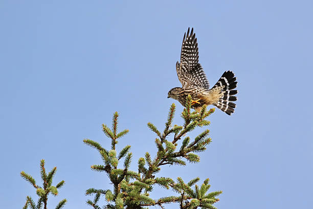 Merlin A merlin landing on top of a pine tree. falco columbarius stock pictures, royalty-free photos & images