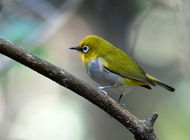 istock Oriental white-eye Zosterops palpebrosus 622318310