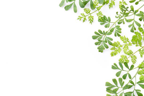 istock frame of herbal leaves in white background 622318352