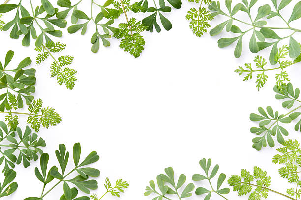 istock frame of herbal leaves in white background 622318372