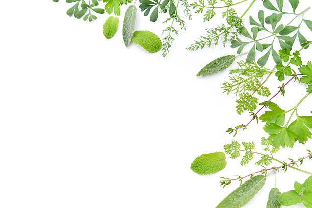marco de hojas de hierbas en fondo blanco - herb fotografías e imágenes de stock