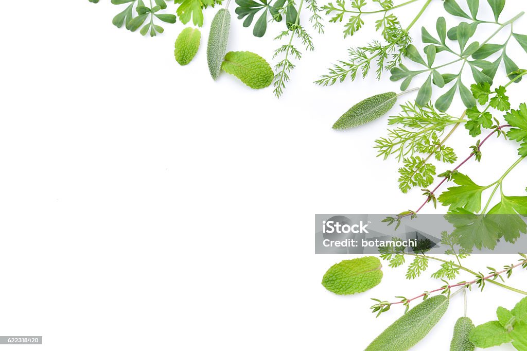 frame of herbal leaves in white background Herbal Medicine Stock Photo