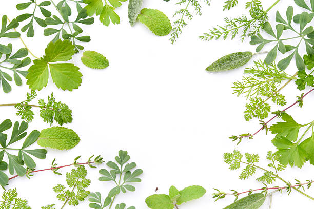 istock frame of herbal leaves in white background 622318452