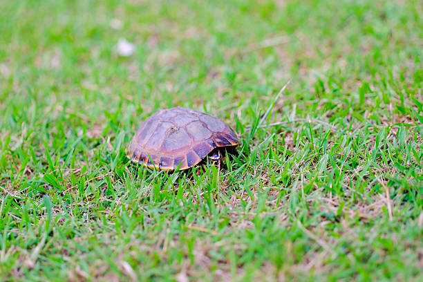 istock Turtle walking in the grass in the garden 622318736