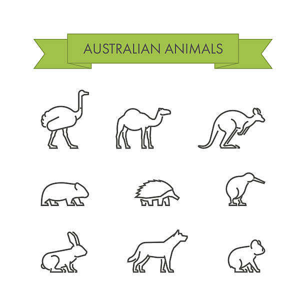 ilustrações, clipart, desenhos animados e ícones de conjunto de linha vetorial de animais australianos - wallaby kangaroo australian culture australia