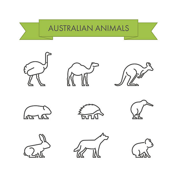 Vector line set of australian animals Vector line set of australian animals. Linear icon dingo, koala, kangaroo, echidna and kiwi. echidna isolated stock illustrations