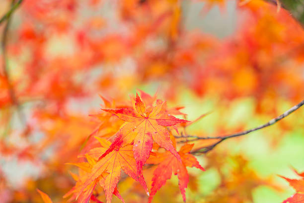 istock Close-up of maple trees in autumn 622319172