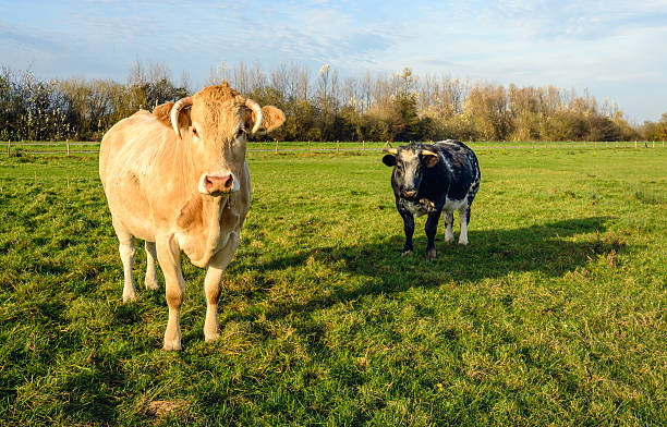 istock Two cows curiously looking at the photographer 622321098