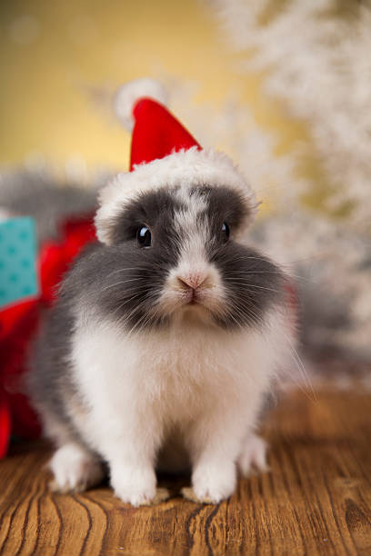 istock Little santa bunny on Christmas background 622321172
