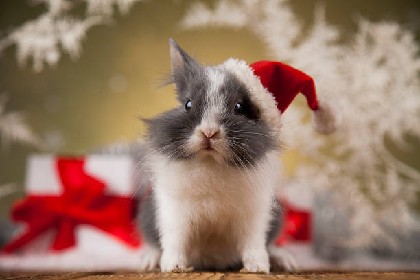 istock Little santa bunny on Christmas background 622321332