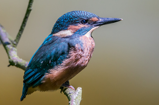 kingfisher on a wooden stick