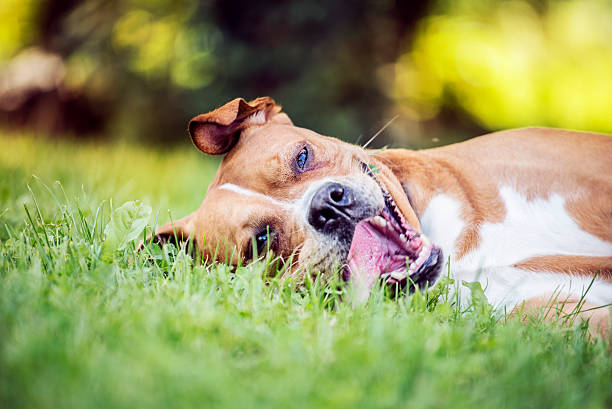 istock Happy dog lying on the grass 622322716