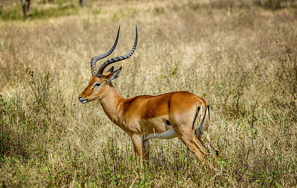 istock Impala Antilopes in National Park Masai Mara, Kenya 622322804