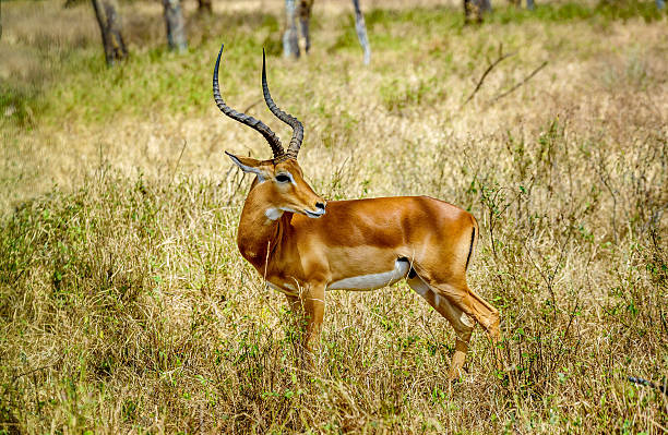 istock Impala Antilopes in National Park Masai Mara, Kenya 622323120