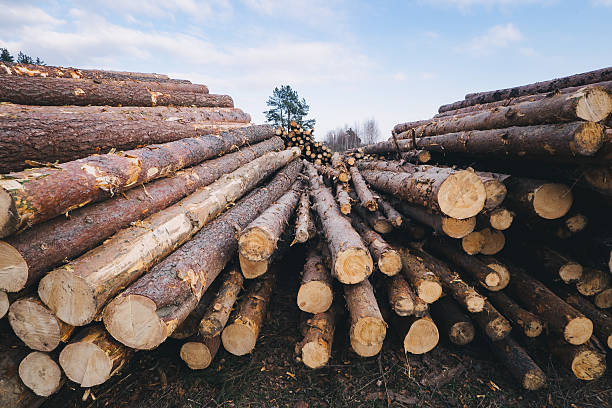 istock Stacked wood pine timber for construction buildings 622323396