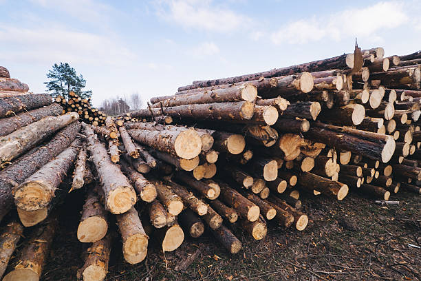 Stacked wood pine timber for construction buildings