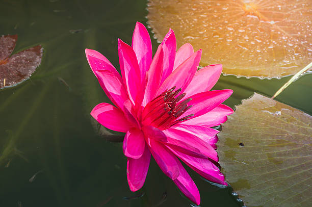istock bright pink colour  water lily flower in pond 622323562