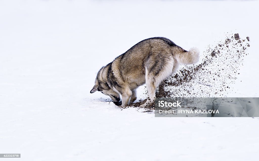Dog digging in snow Dog digging in white snow. Dog Stock Photo
