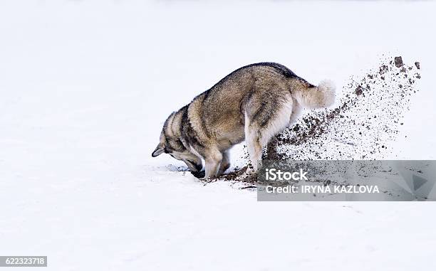 Dog Digging In Snow Stock Photo - Download Image Now - Dog, Digging, Dirt