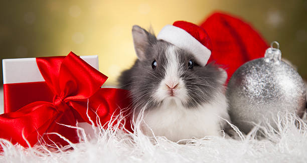istock Little bunny,Funny rabbit on Christmas background 622323734