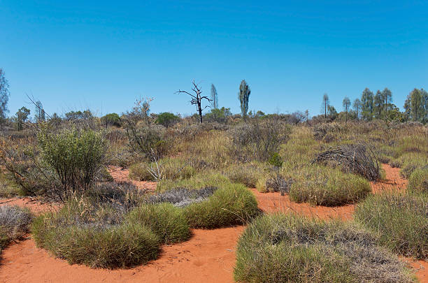 istock Red Center Brush and Trees 622323992