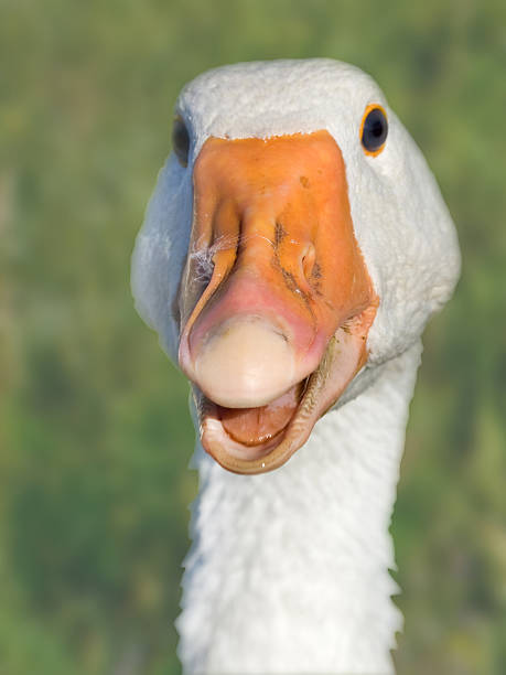 istock Head of the goose 622324248