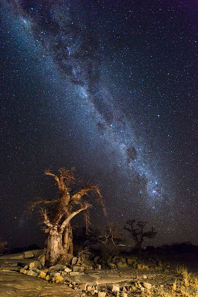 istock Milkyway and Baobab Trees 622324396