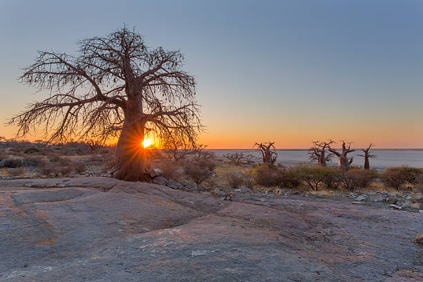 Taken in the Okavango Delta, Botswana