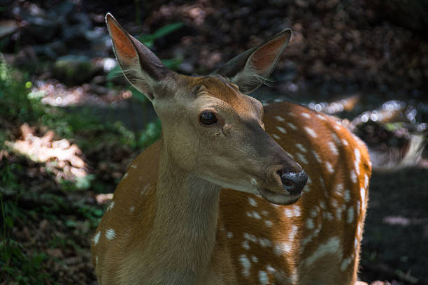 istock Portrait of sika deer. 622324860