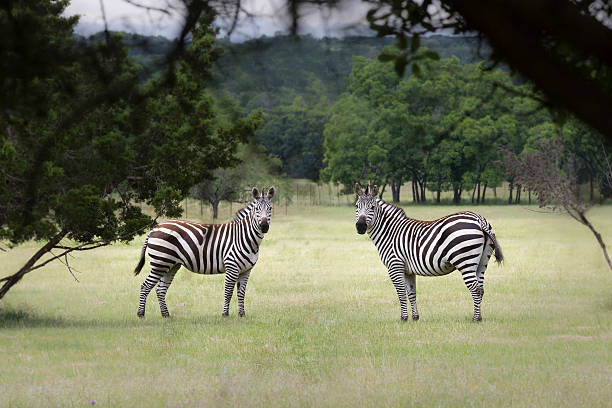 stripes stock photo