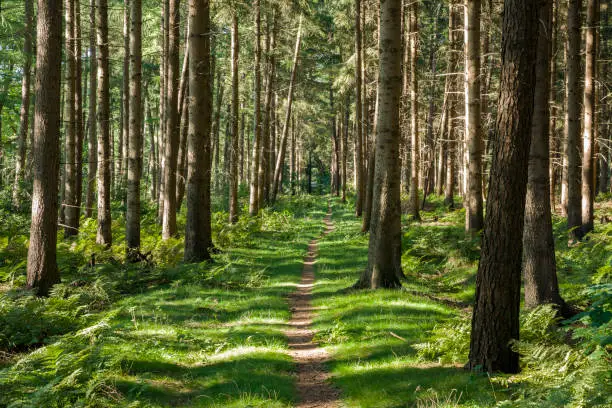 Footpath between coniferous trees in forest. Taken in summer in Hopels, East Frisia, Lower Saxony, Germany, Europe.