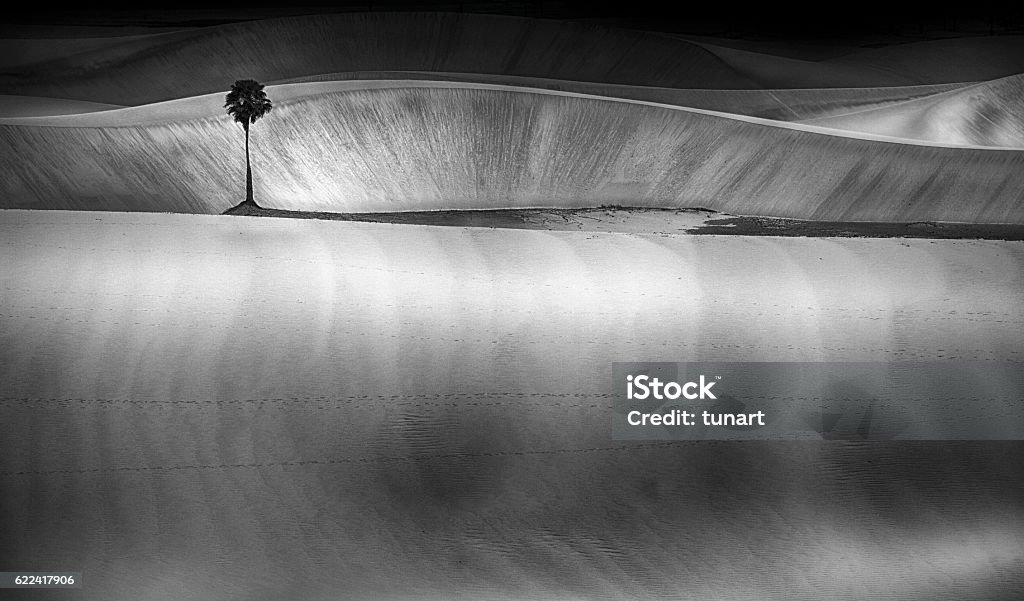 Palm Tree on Sand Dunes, Jericoacoara, Brazil Jericoacoara, Brazil Black And White Stock Photo