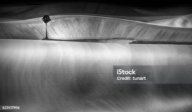 Palm Tree On Sand Dunes Jericoacoara Brazil Stock Photo - Download Image Now - Black And White, Landscape - Scenery, Brazil