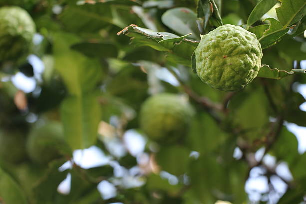 istock Fresh bergamot on the tree, herb for health 622418140