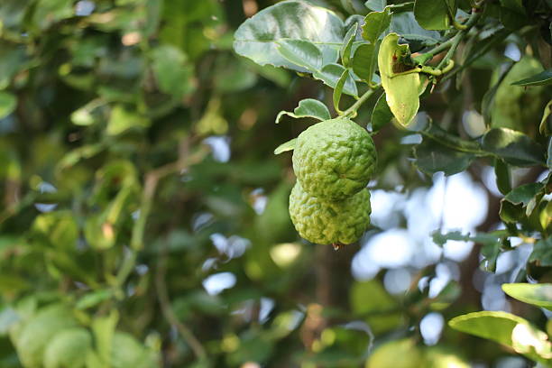 istock Fresh bergamot on the tree, herb for health 622418220