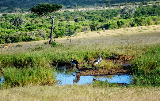 Grey crowned cranes in Kenya, Africa