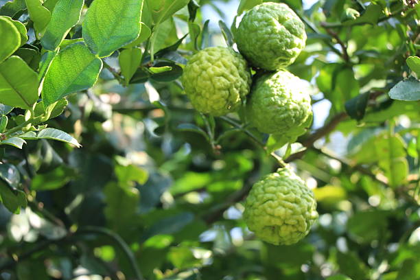istock Fresh bergamot on the tree, herb for health 622418776